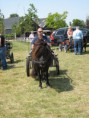 /album/menrit-04-06-2011/zeeuwse-menrit-juni-2011-013-jpg/